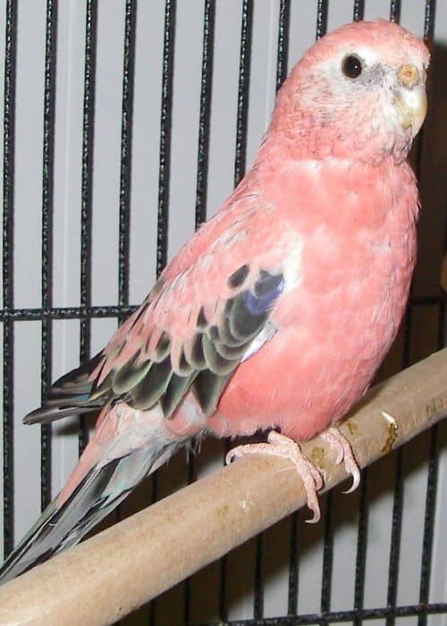 Pink Bellied Parrot