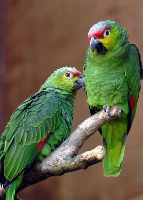 Amazon Parrot