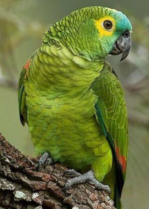 Congo parrot