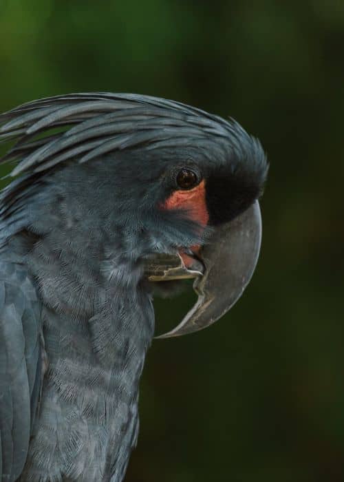 Black Cockatoo Parrot