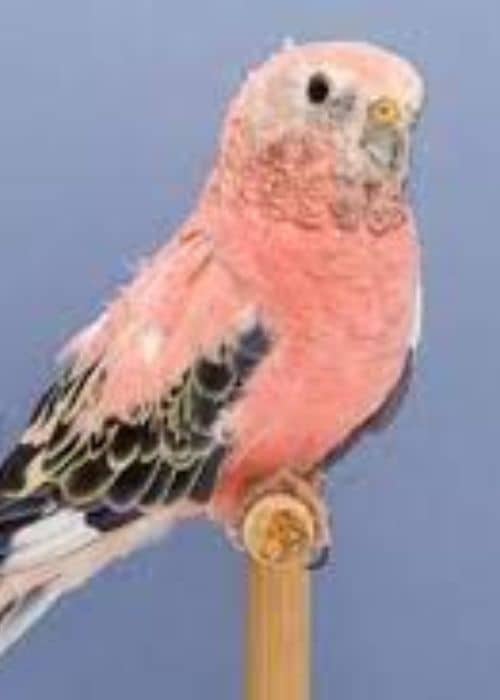 Pink Bellied Parrot