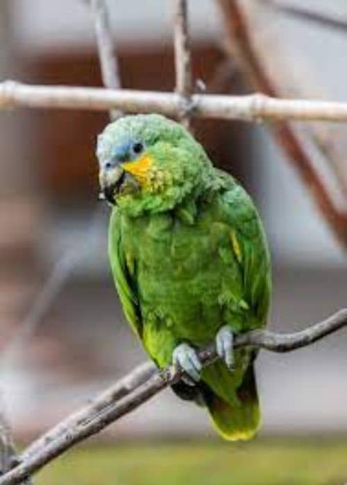  Amazon Parrot