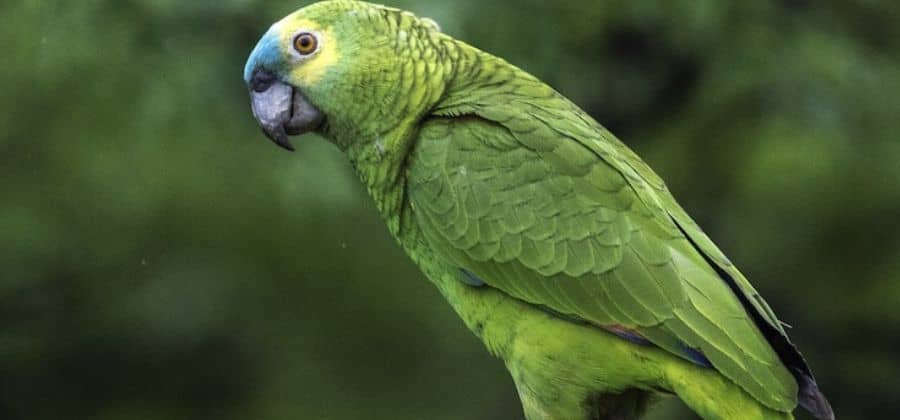 Congo Parrot Maintenance And Care