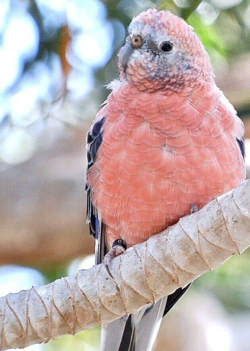 Pink Bellied Parrot