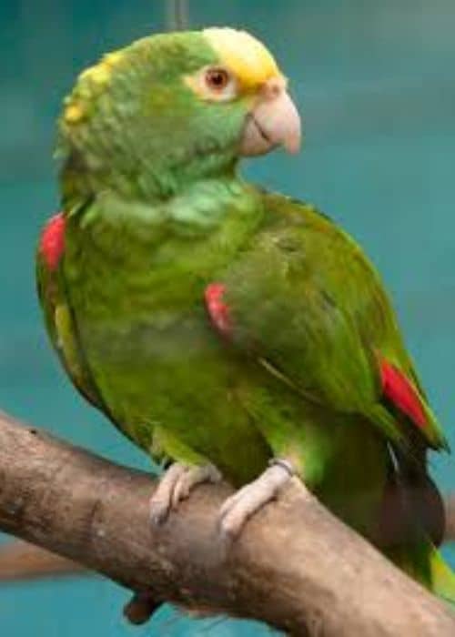  Amazon Parrot