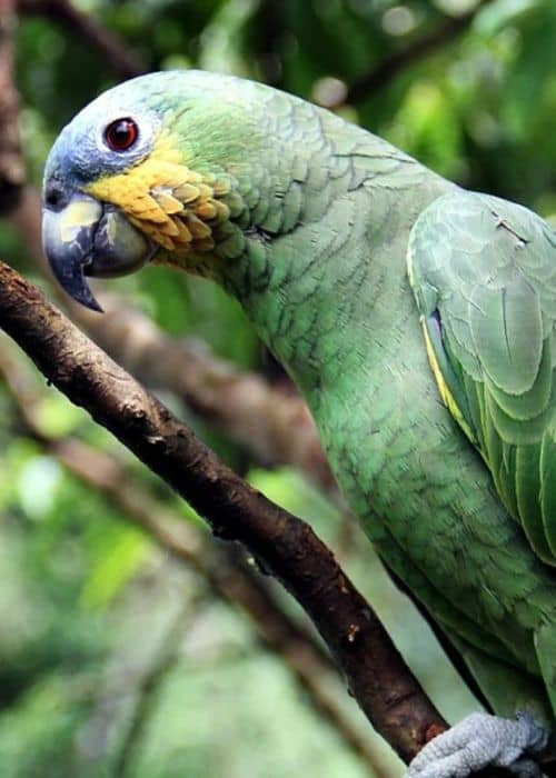 Congo parrot