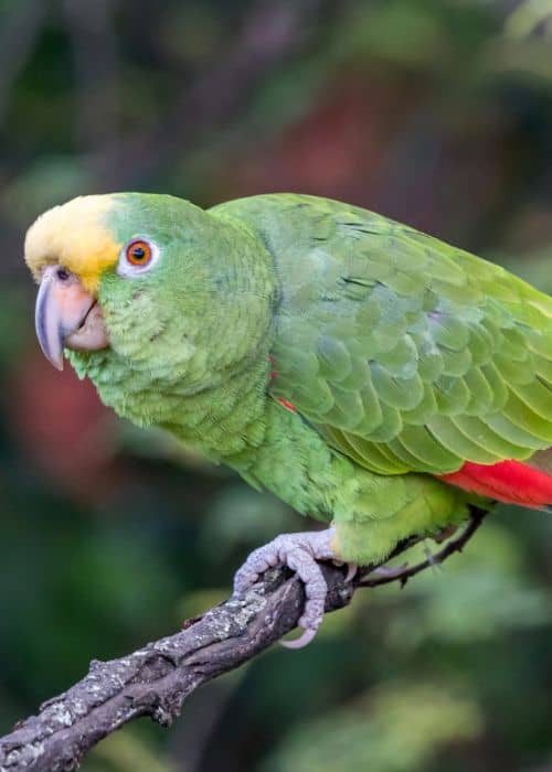  Amazon Parrot