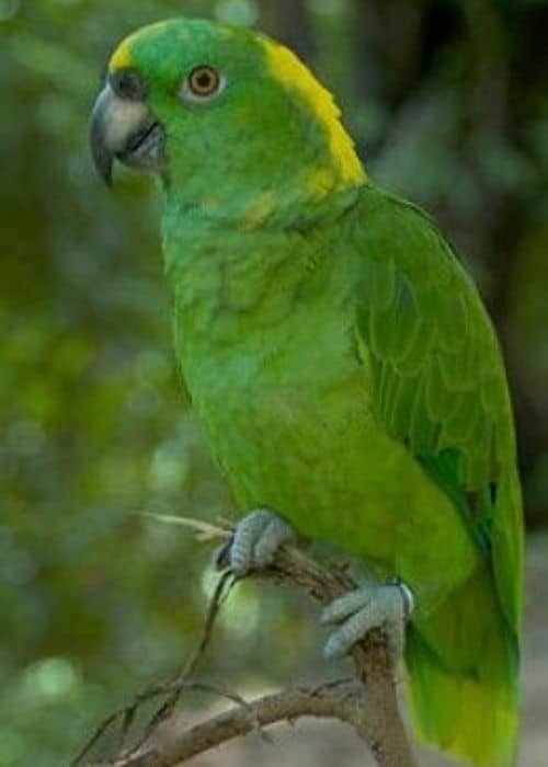 Congo parrot