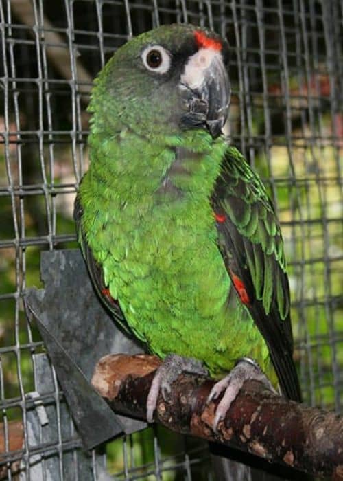 Congo parrot