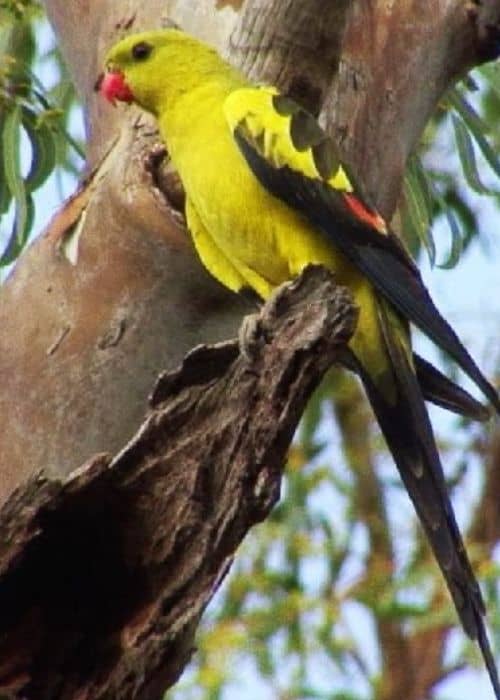 mountain parrot