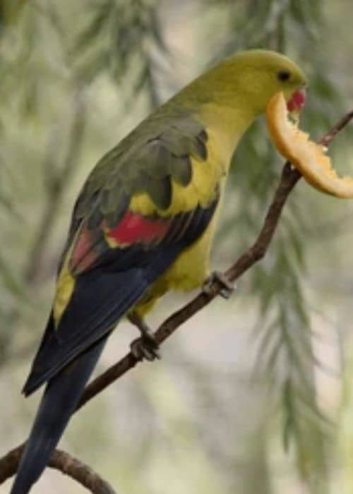 mountain parrot