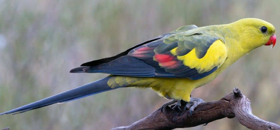 mountain parrot
