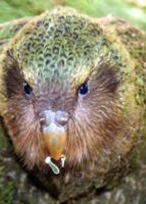 Kakapo Parrot
