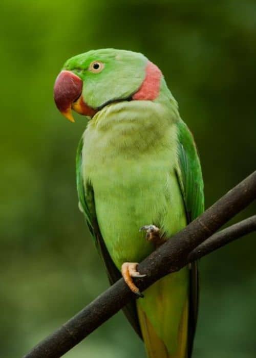  Alexandrine Parrot