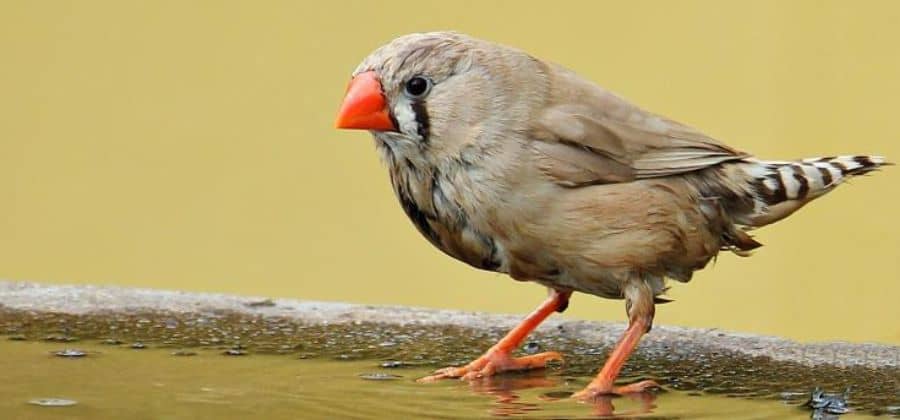 finches birds