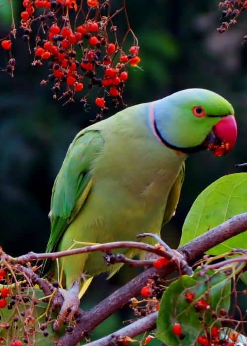 Ringed parrots