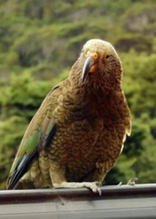 Kea Parrot