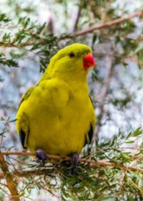 mountain parrot
