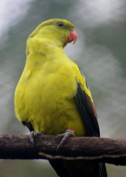 mountain parrot