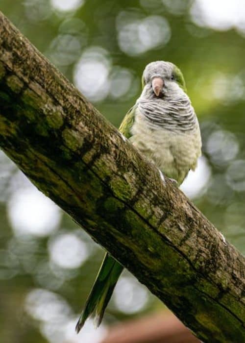 Quaker Parrot Or Monk