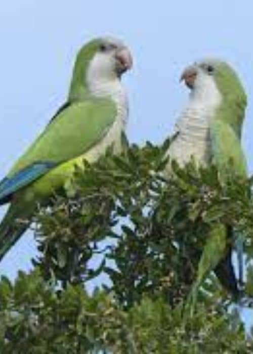 Quaker Parrot Or Monk