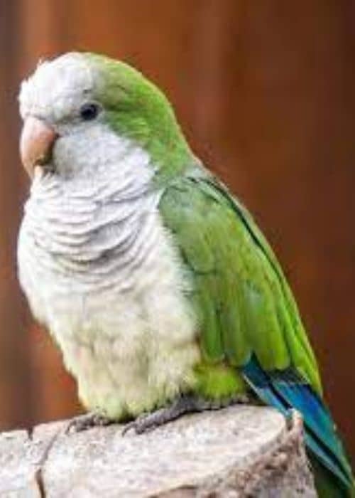 Quaker Parrot Or Monk