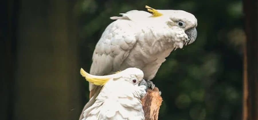 Yellow Crested Cockatoo Parrot