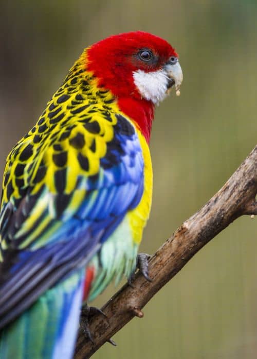 Rosella Parrot
