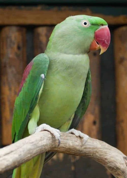  Alexandrine Parrot