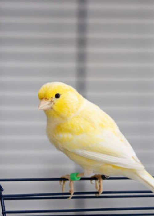 Names for canaries