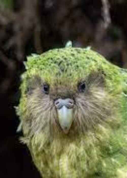 Kakapo Parrot