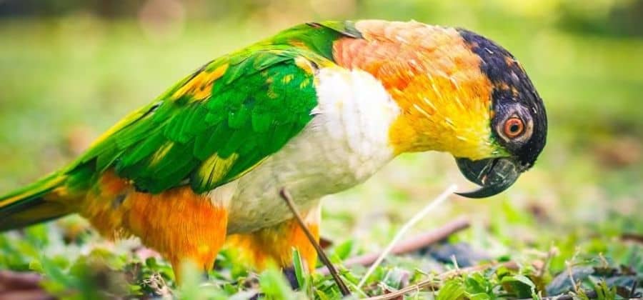 Caique Parrot Black Headed And White Bellied