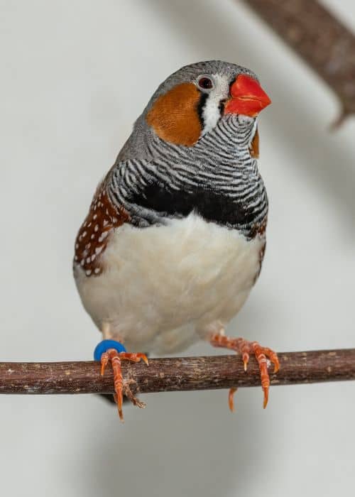 finches birds