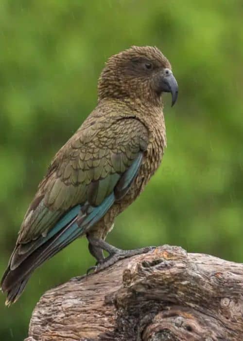 Kea Parrot