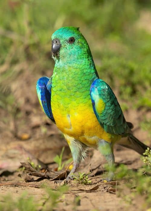 Song Parrots