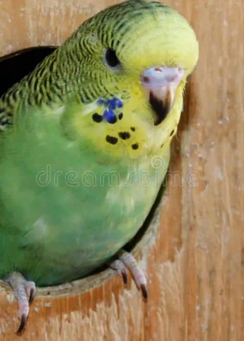 How To Set Up A Cage For A Parrot