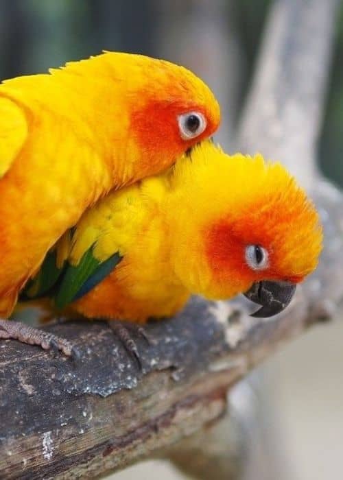 Aratinga Parrots