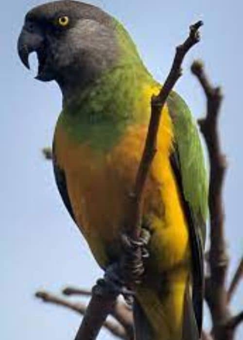 Senegal Parrot