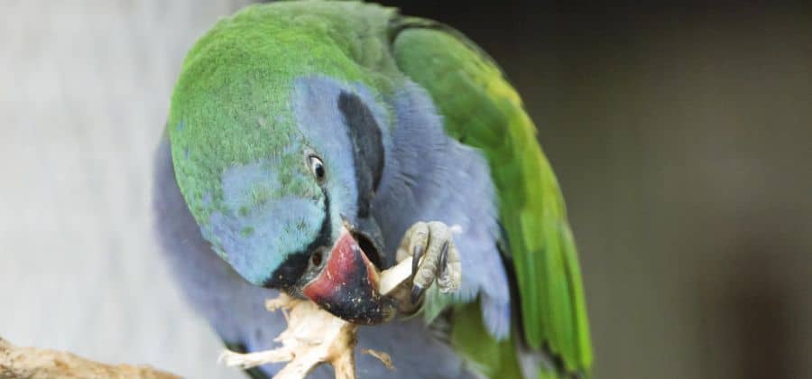 Chinese ringed parrot