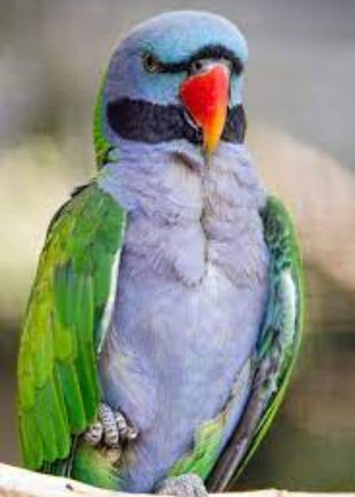 Chinese ringed parrot