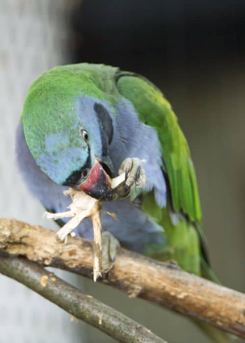 Chinese ringed parrot