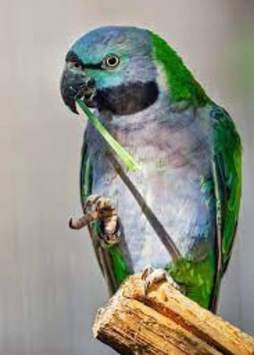 Chinese ringed parrot