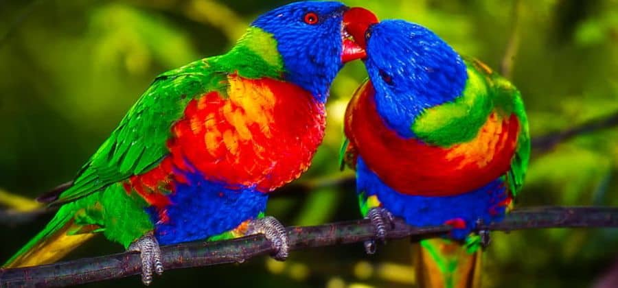 Lori Parrot