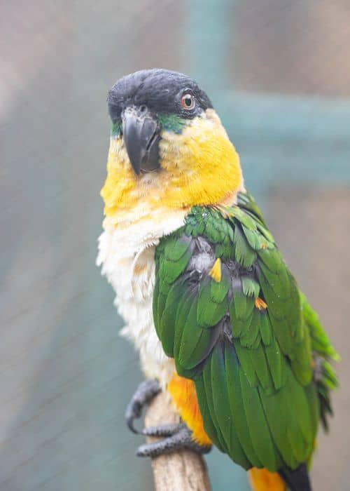 Caique Parrot