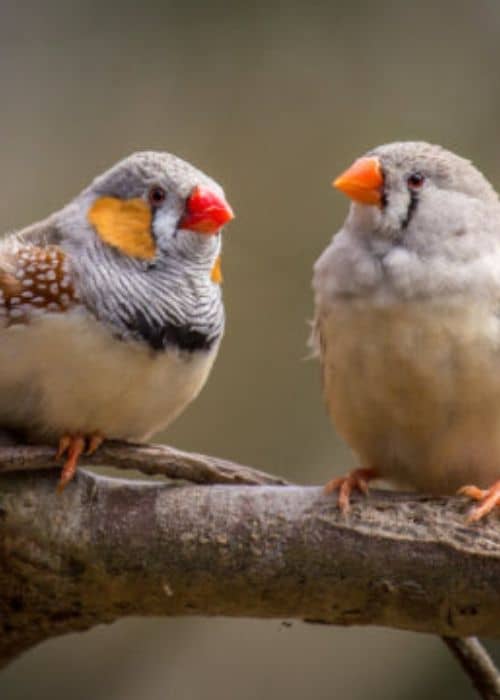 finches birds
