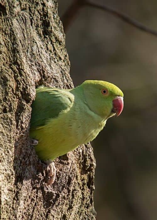 Ringed parrots