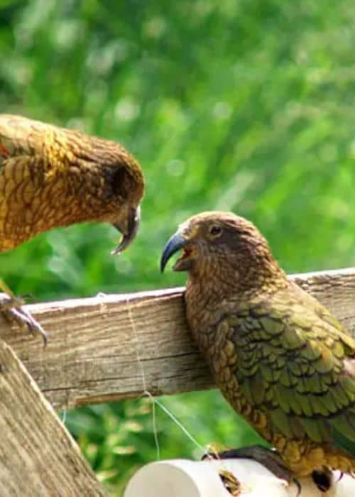 Kea Parrot
