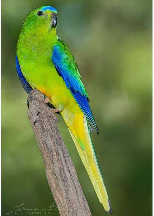 Passerine Parrots