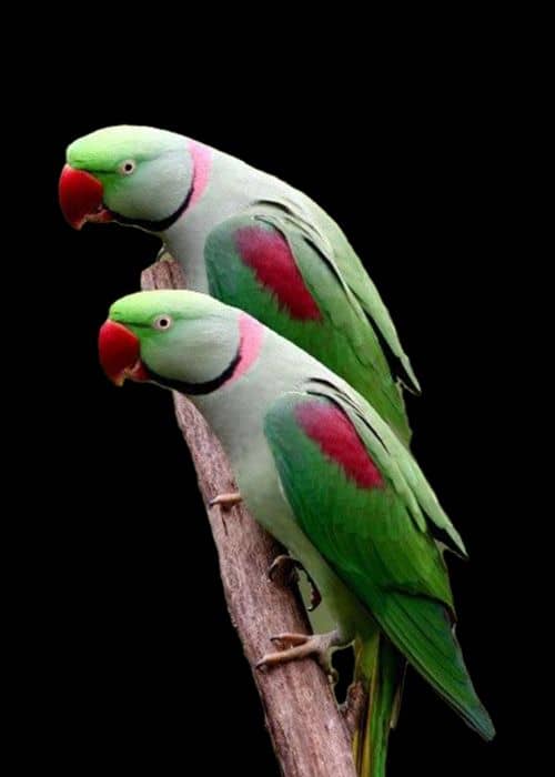  Alexandrine Parrot