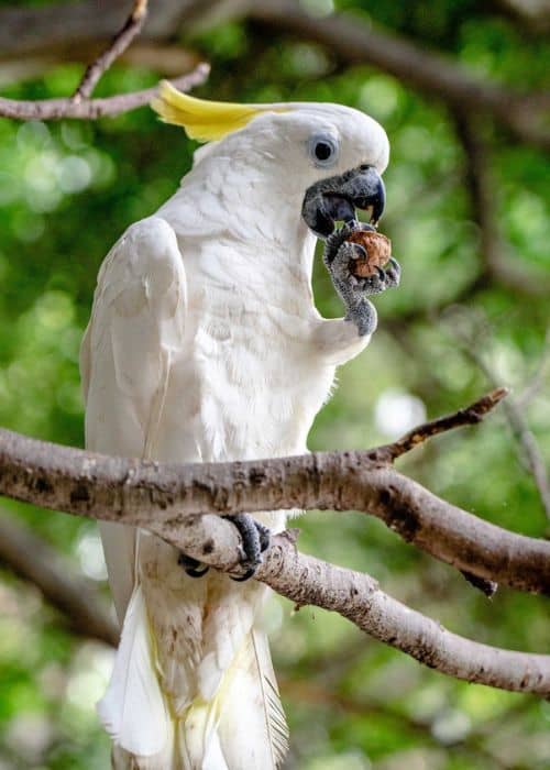 Yellow Crested Cockatoo Parrot